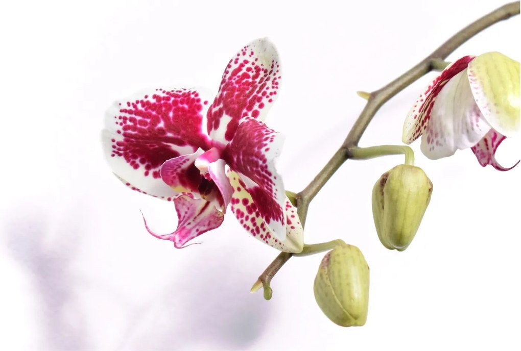 Orchidea virág képe (70x50 cm)