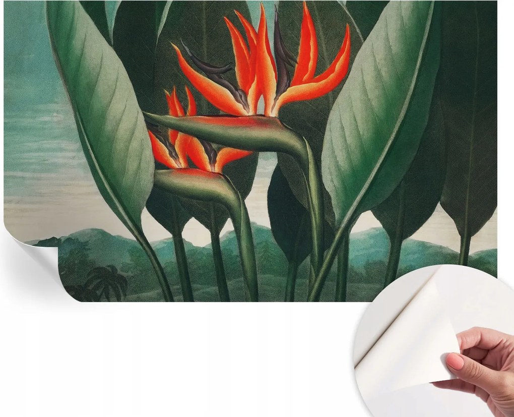 Matt öntapadós fotótapéta Falra Egzotikus virágok 416x254 cm