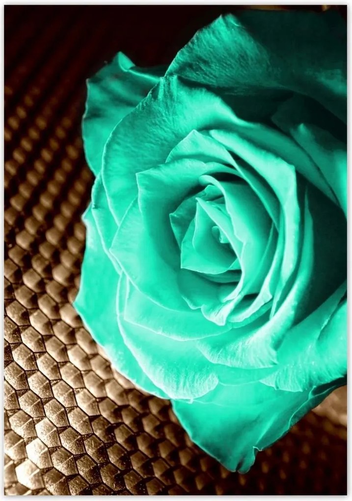 Poszterek 70x100 Türkiz rózsa szépia