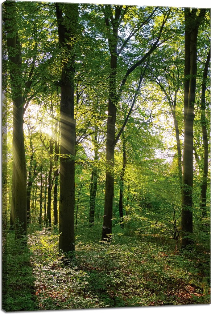 Vászonkép Nap Erdő Fák Fénysugarak 40x60 cm