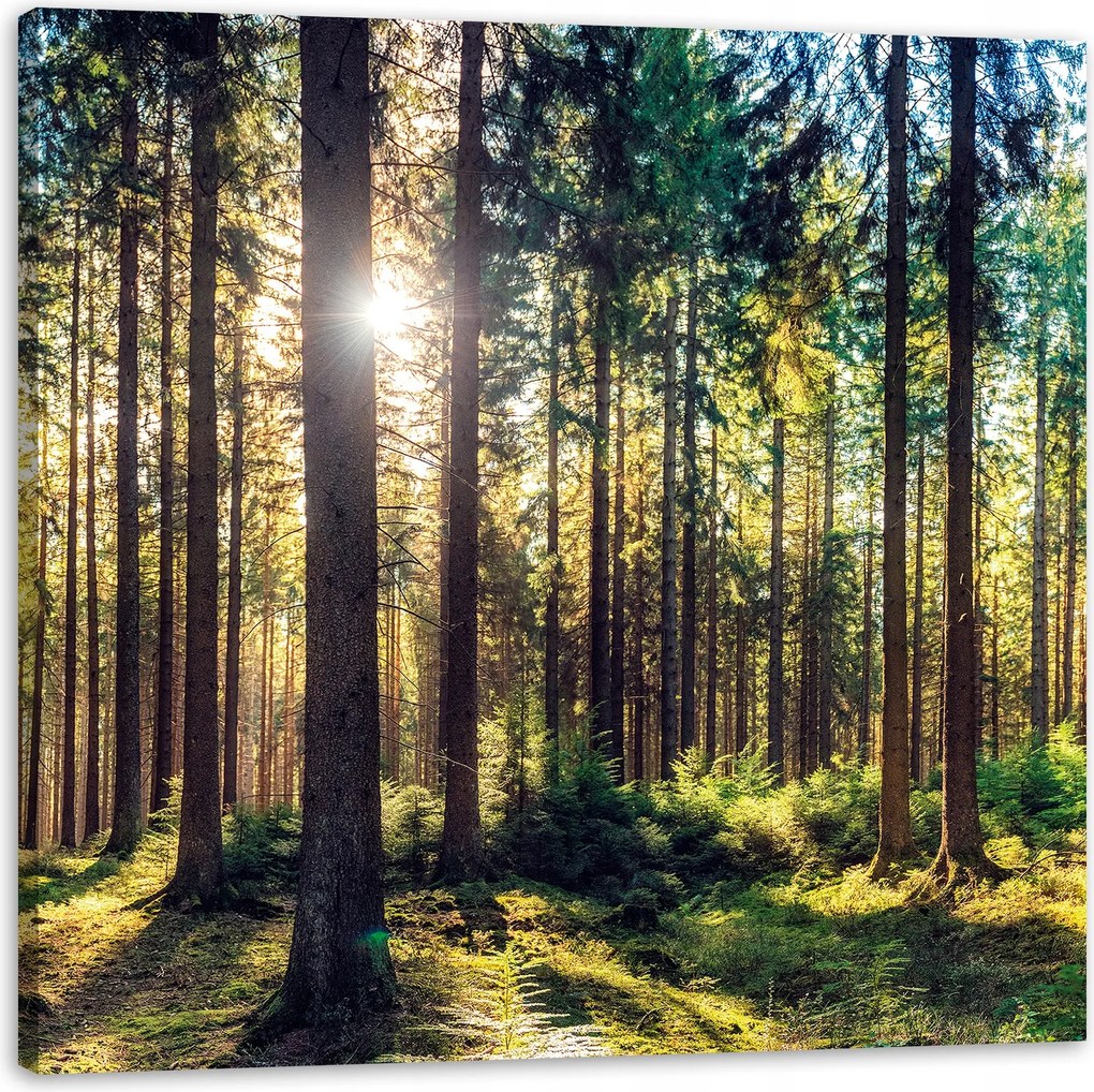 Vászonkép Erdő Nap Fák Tavasz Reggel 90X90 cm
