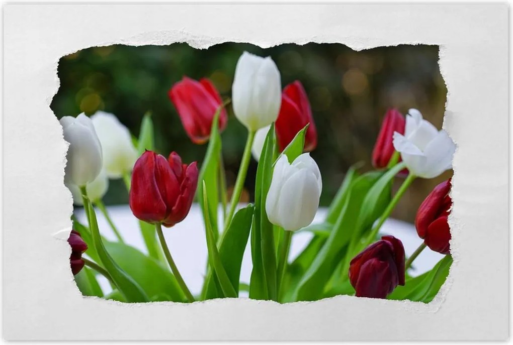 Poszterek 90x60 Tulipánok Virágok