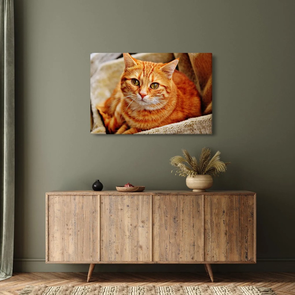 Egy fekvő macska képe (90x60 cm)