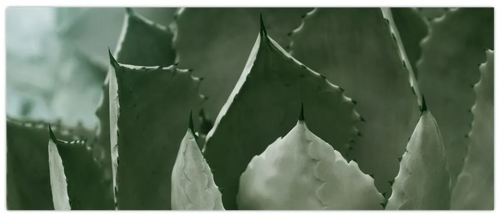 Kép - Zöld agávé (120x50 cm)