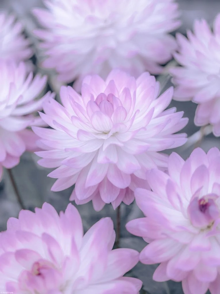 Poszter 30x40cm Dália virágok, Assaf Frank