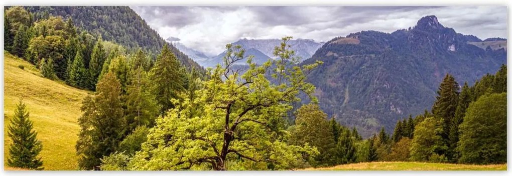 Poszterek 200x66 Fa az égig