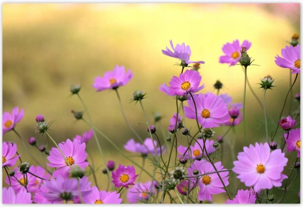 Poszterek 200x135 Finom virágok a réten