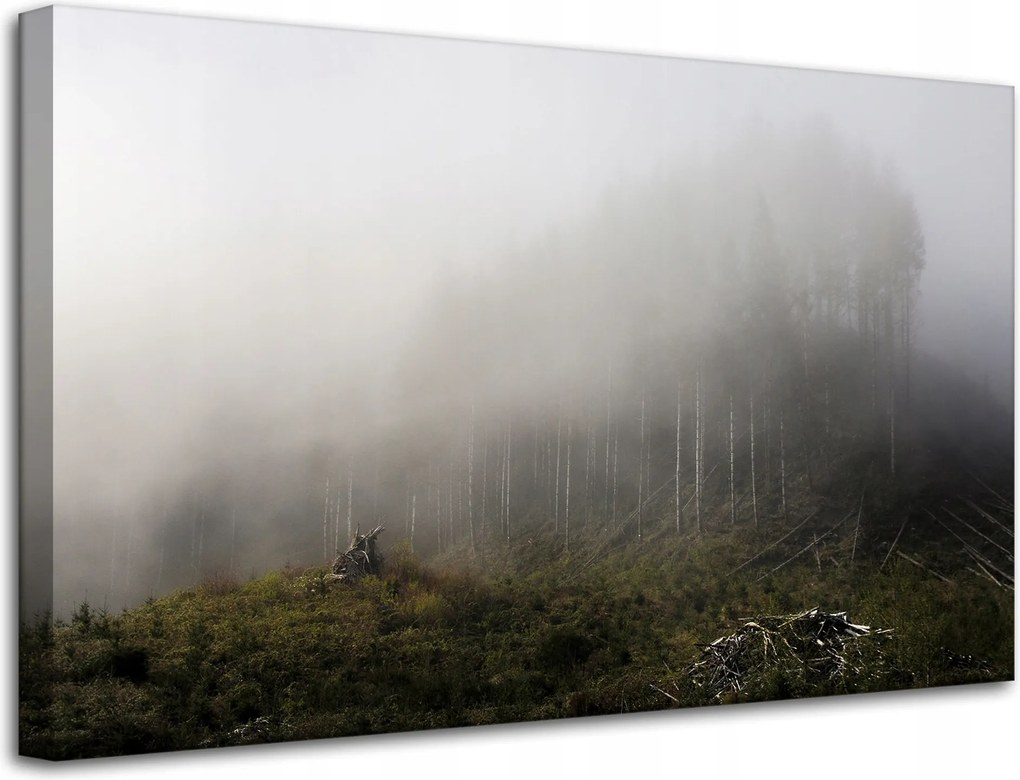 Vászonkép Természet Köd Megsemmisült erdő 80x50