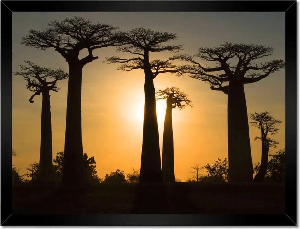 Poszterek keretben 40x30 Baobaby Madagaszkárról