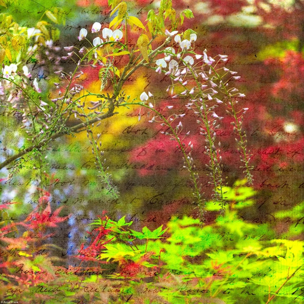 Poszter 30x30cm Színes tavaszi Wisteria, Assaf Frank