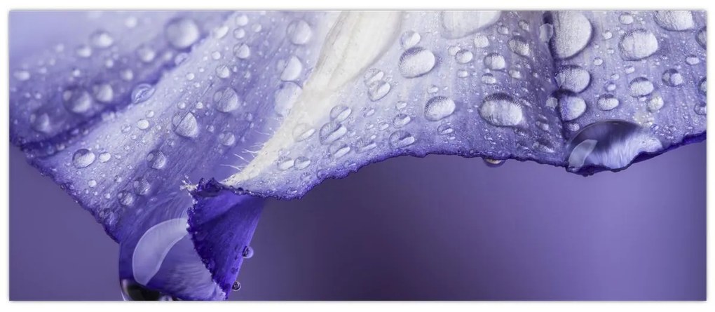 Kép - Szirom cseppekkel (120x50 cm)