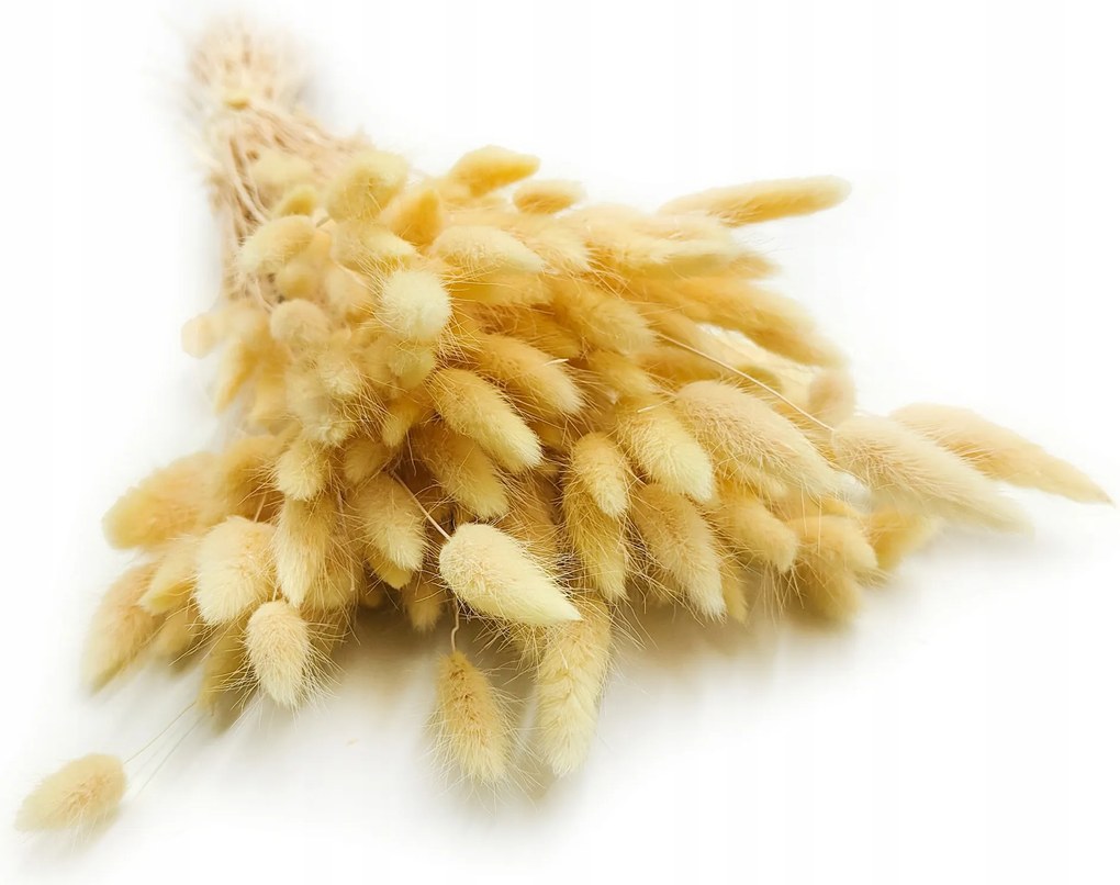 Szárított Lagurus Tojáshéj krémszínű 150db