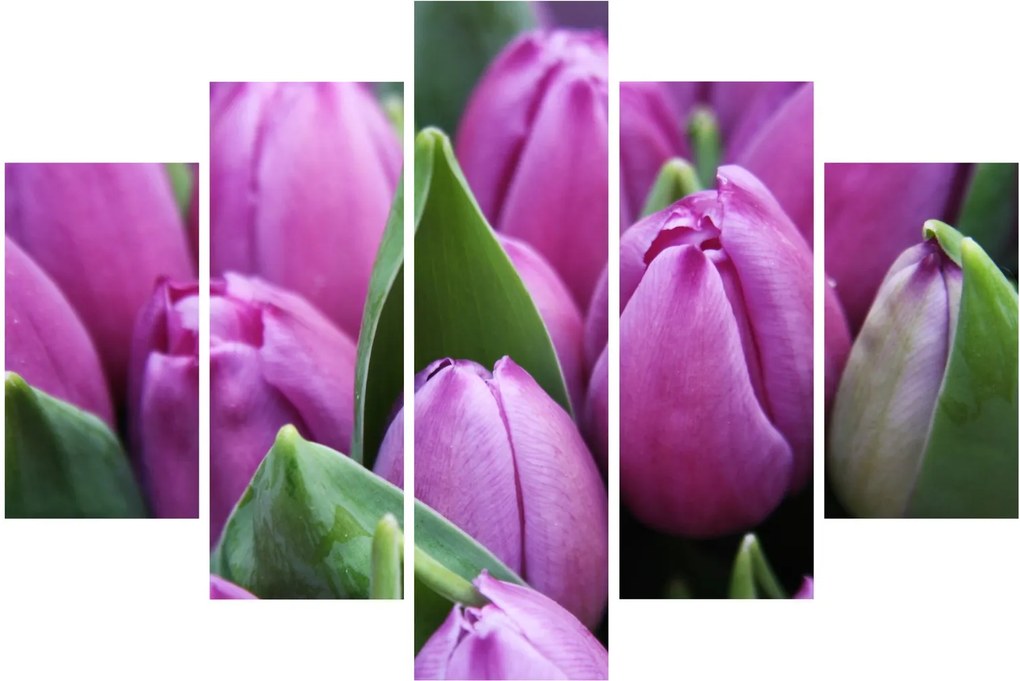 Kép - tulipánok (150x105 cm)