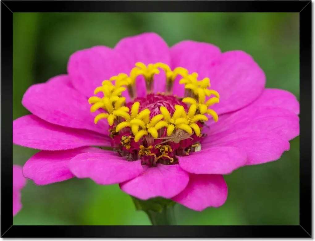 Poszterek keretben 40x30 Virágok