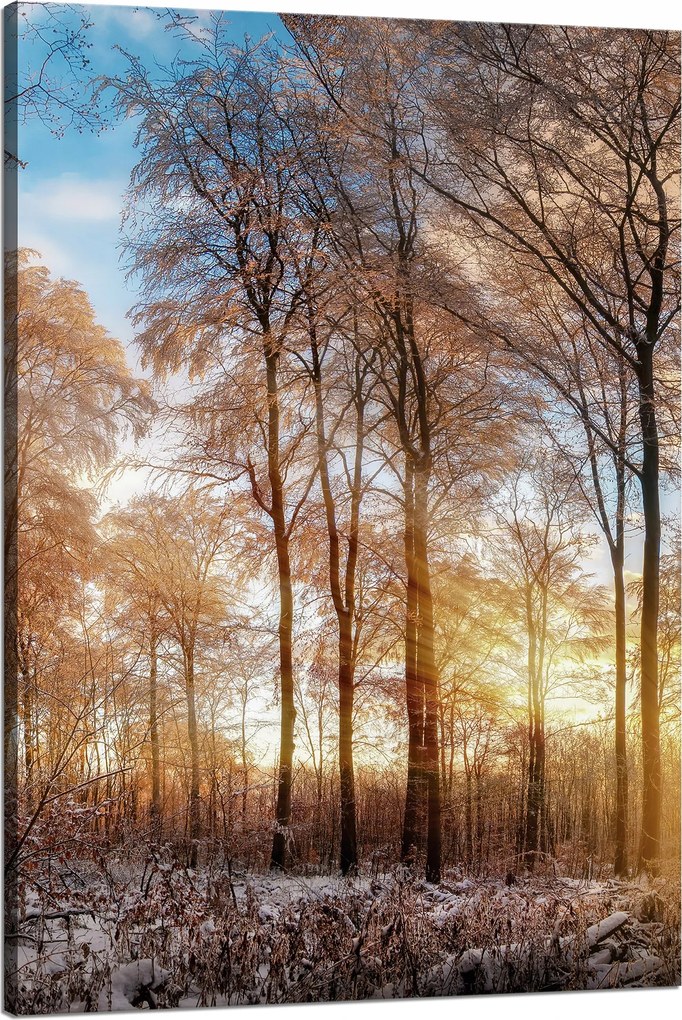 Vászonkép Fák Tél Felkelő Nap 80x120 cm