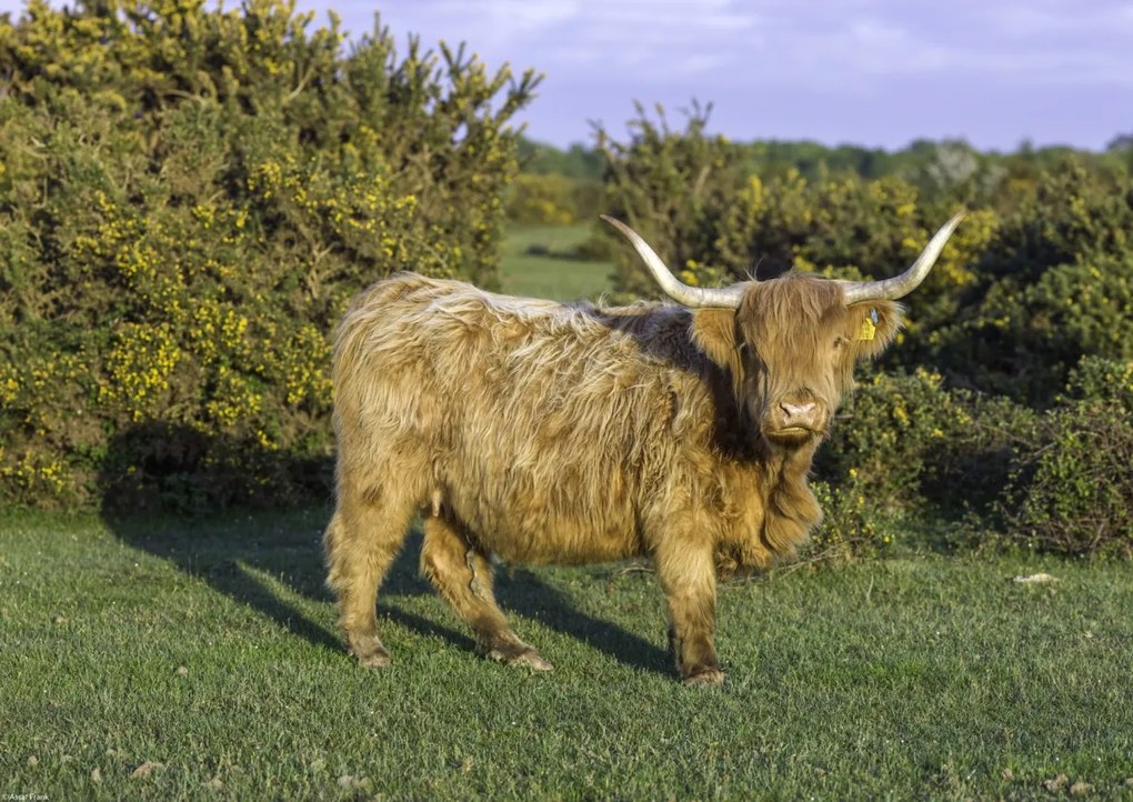 Poszter 42x29,7cm Tehén a faluban, Assaf Frank