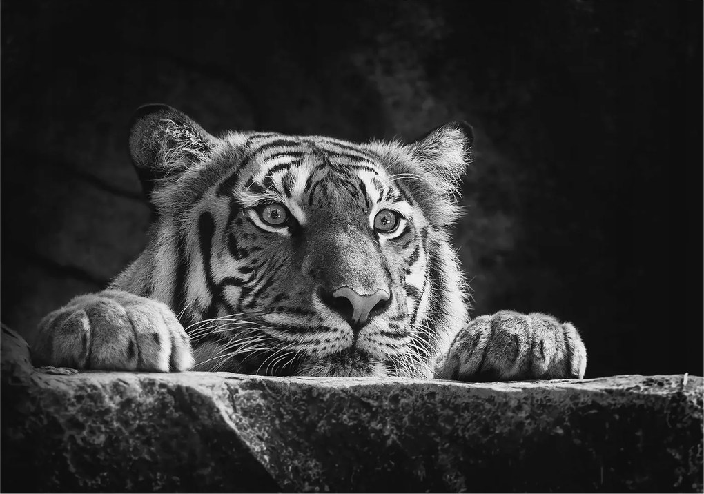 Fali fotótapéta Flizelin az étkezőbe Ragadozó tekintet 312x219