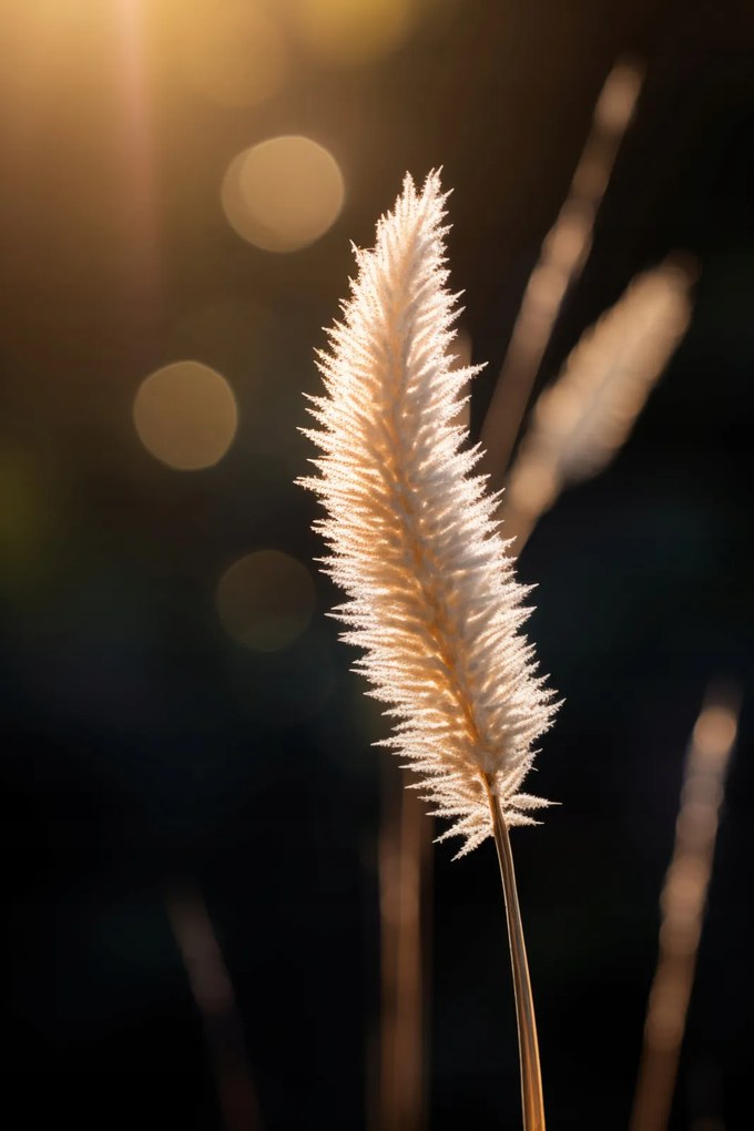 Poszter 61x91,5cm Arany fény