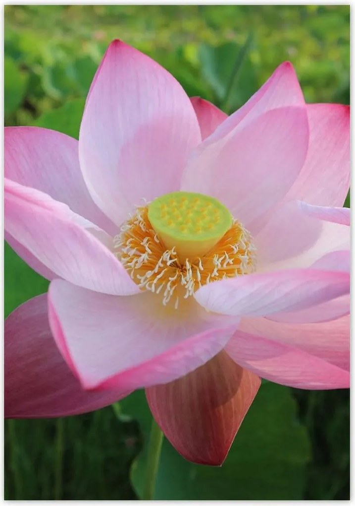 Poszterek 70x100 Lótusz Lótuszvirág