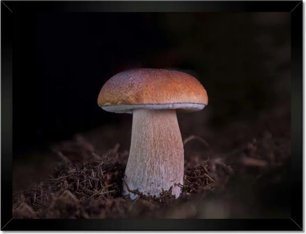 Poszterek keretben 40x30 A gombák királya