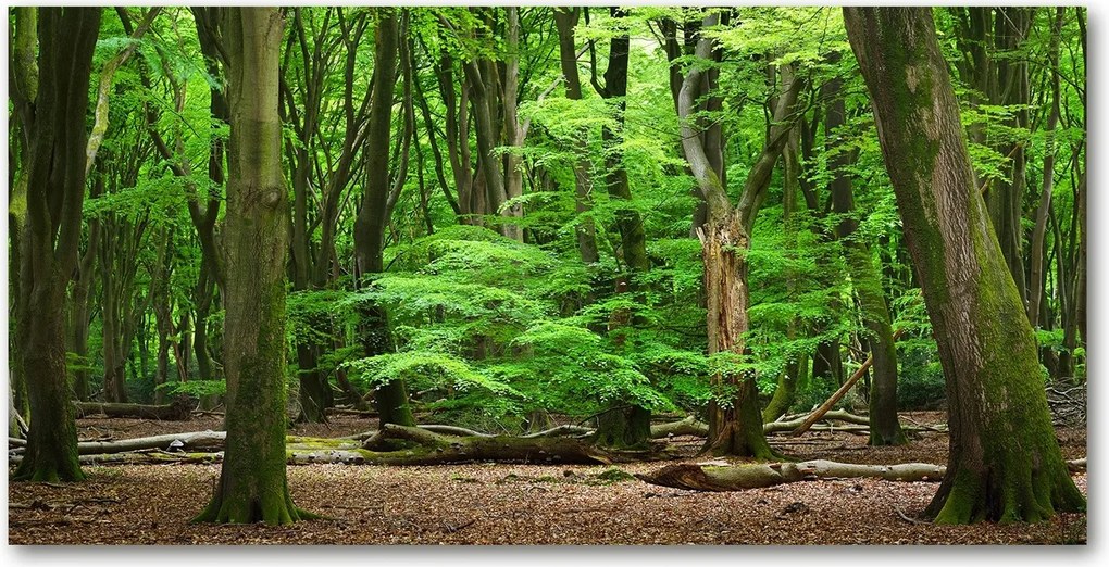 Fotótapéta üvegfalra Holland erdő 140x70