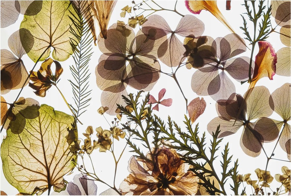 Fotótapéta Flizelin Szoba tapéta Természetes kompozíció 104x70 Ragasztó