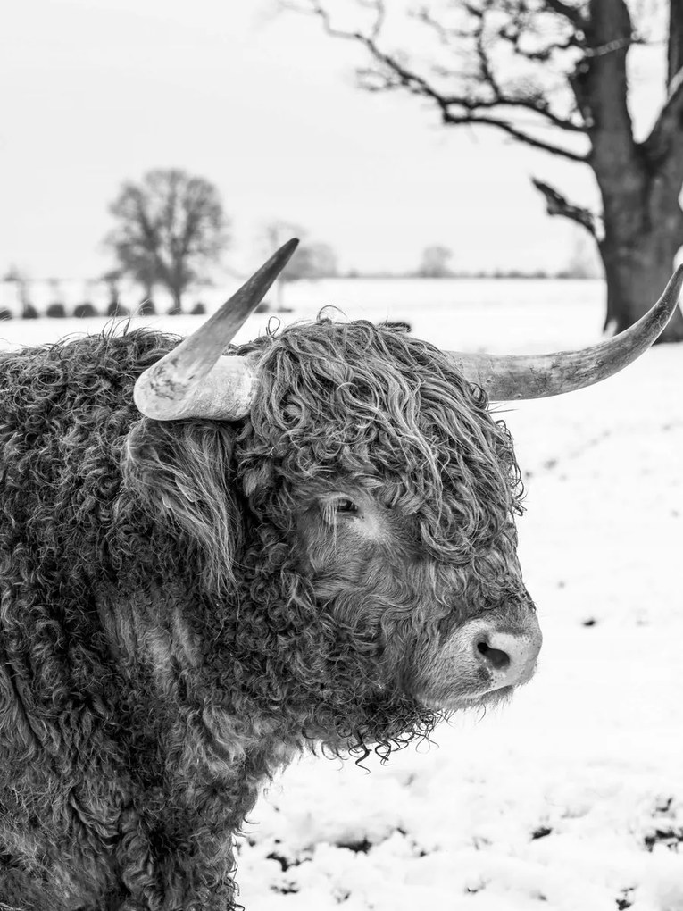 Poszter 60x80cm Hegyi tehén, Assaf Frank