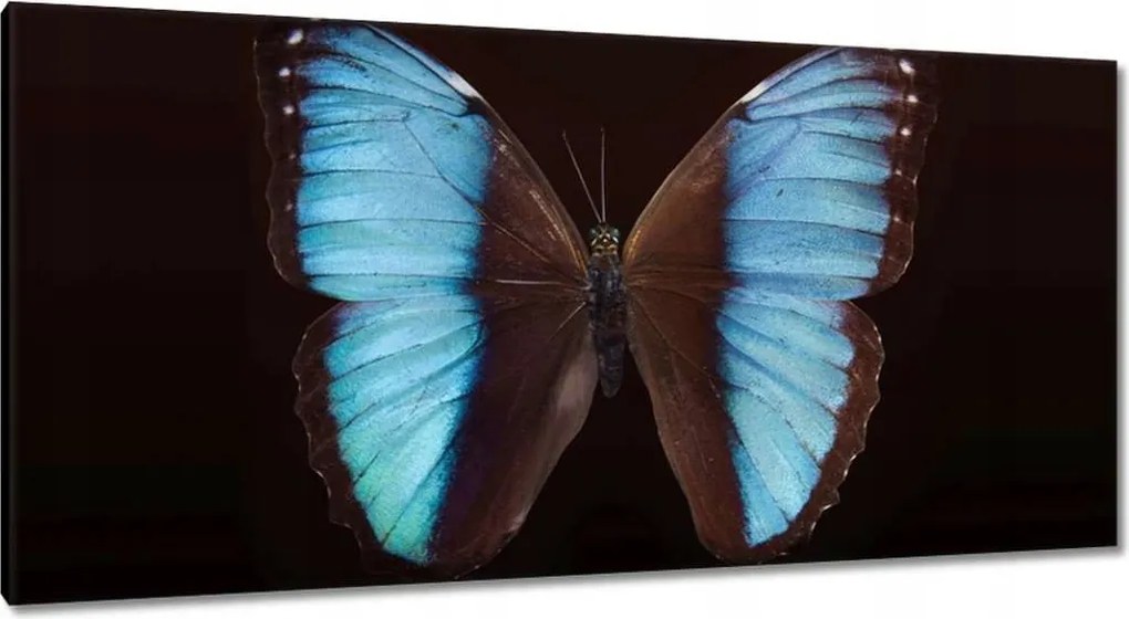 Vászonkép 115x55 Kék pillangó