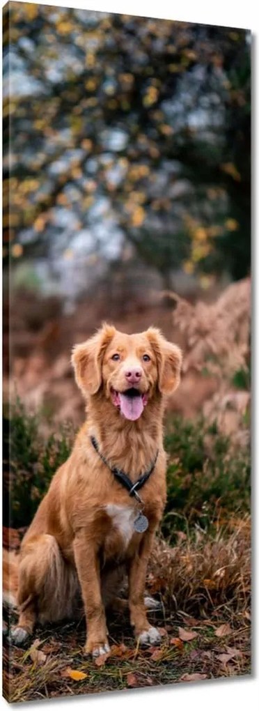 Vászonkép 40x100 Kutya Kutyák