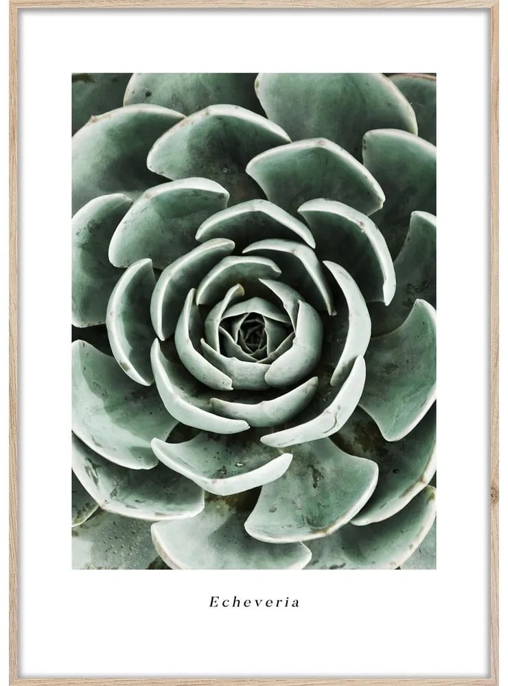 Kép 50x70 cm Echeveria – Styler