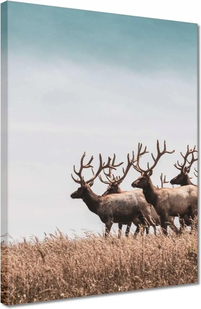 Vászonkép 30x40 Szarvascsorda Szarvak