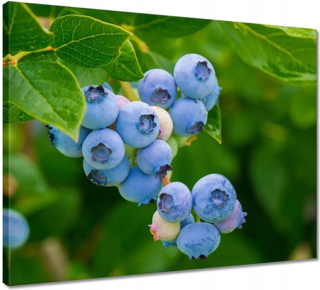 Vászonkép 50x40 Étvágygerjesztő áfonya