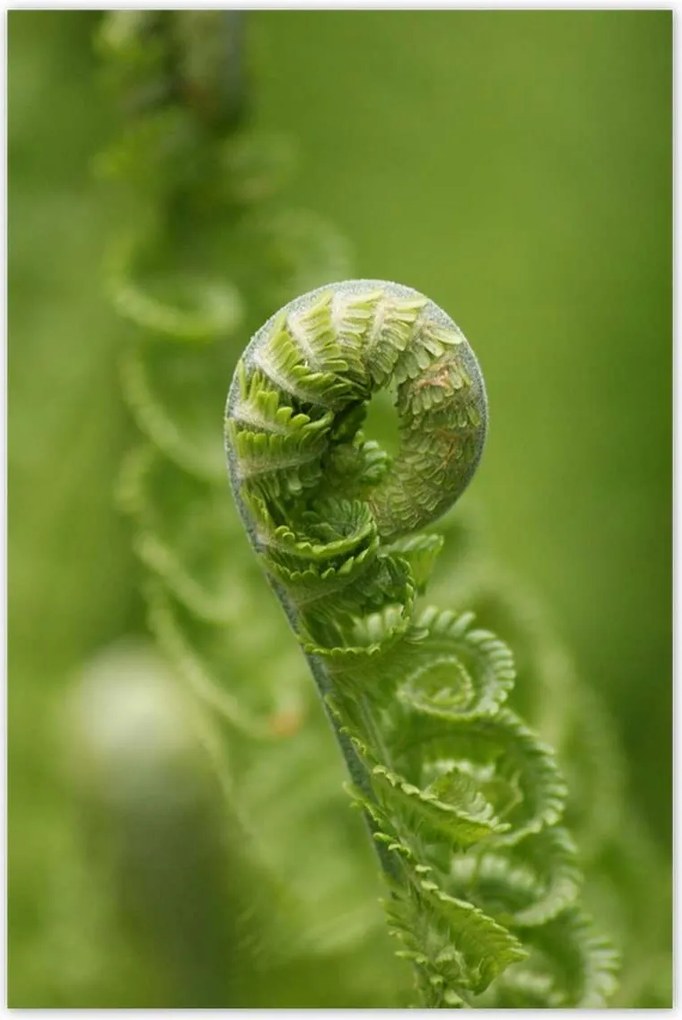 Poszterek 80x120 Páfrányok Erdő Zöld levél