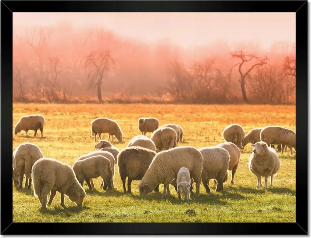 Poszterek keretben 40x30 Juh legeltetés Bárányok