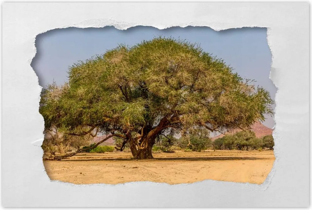 Poszterek 60x40 Fa Fák Kilátás