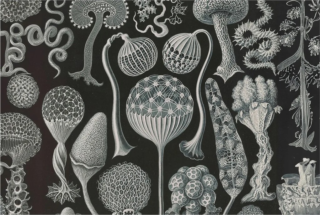 Fotótapéta Flizelin Dekoratív az irodába Varázslatos növények 104x70 Ragasztó