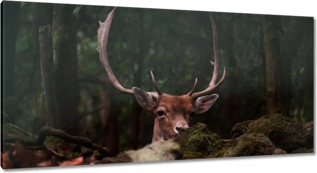 Vászonkép 115x55 Szarvas felszarvazott