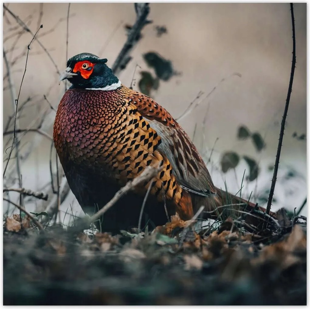 Poszterek 30x30 Fácán a természetben Madarak