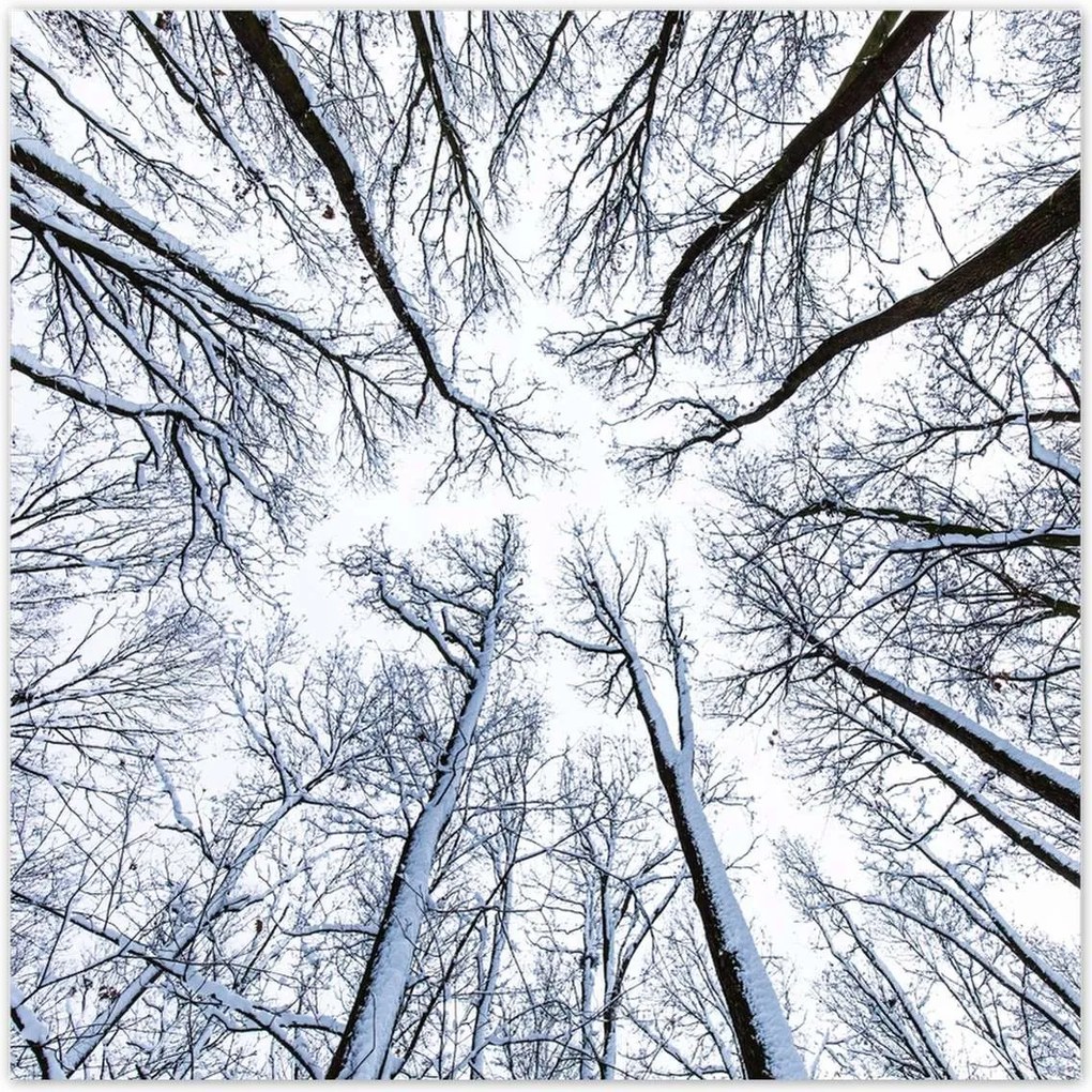 Poszterek 100x100 Fa Fák Kilátás