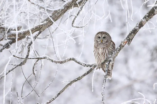 Fotográfia le gardien., Denis Dumoulin