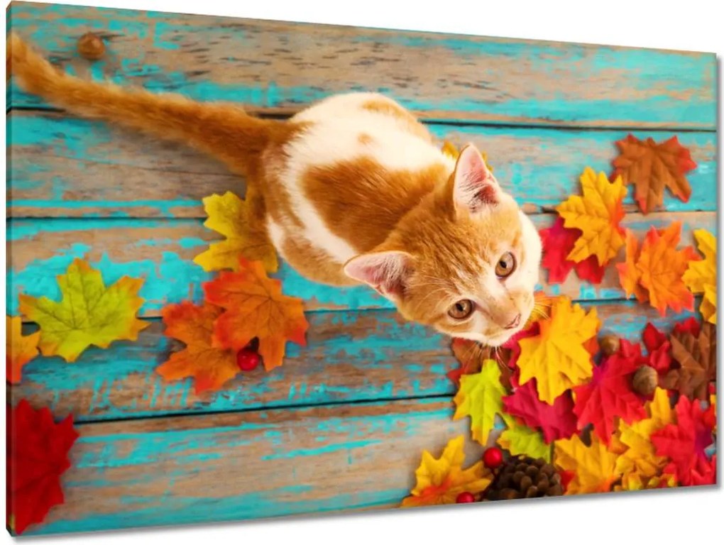 Képek 120x80 Cica Cicák