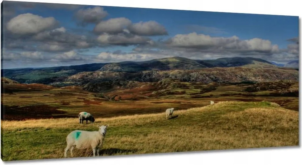Vászonkép 115x55 Bárányok a legelőn