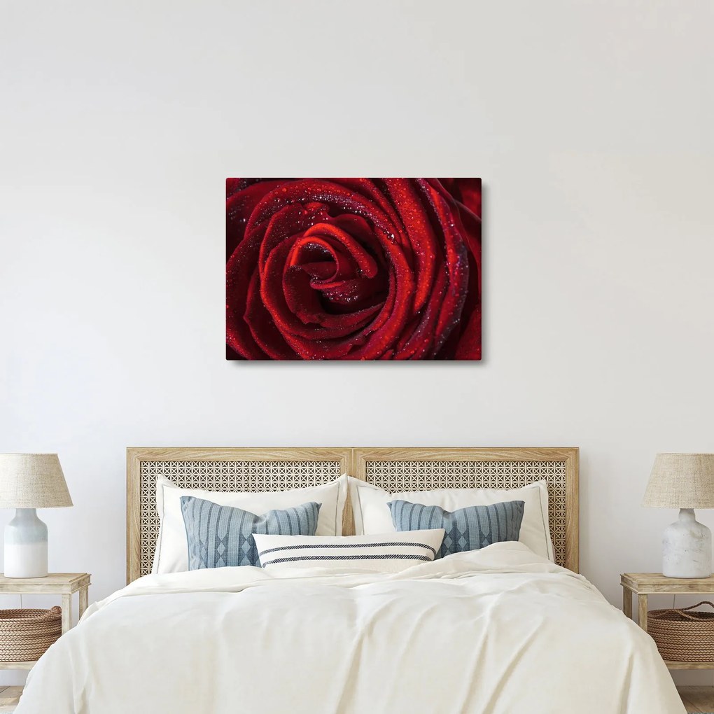 Kép - Vörös rózsa harmatcseppekkel (70x50 cm)