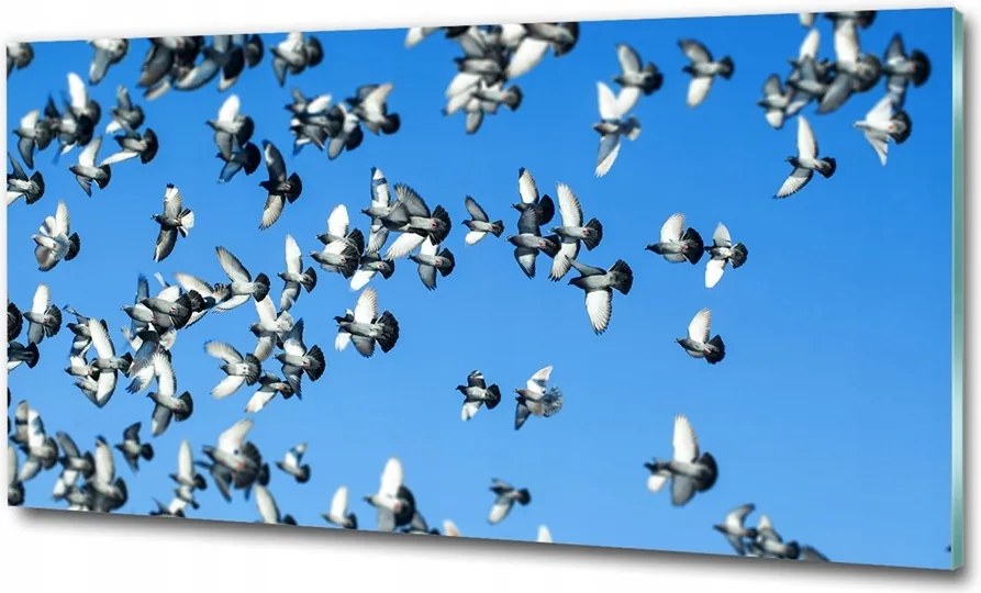 Fotó-kép edzett üveg Galambcsorda 100x70