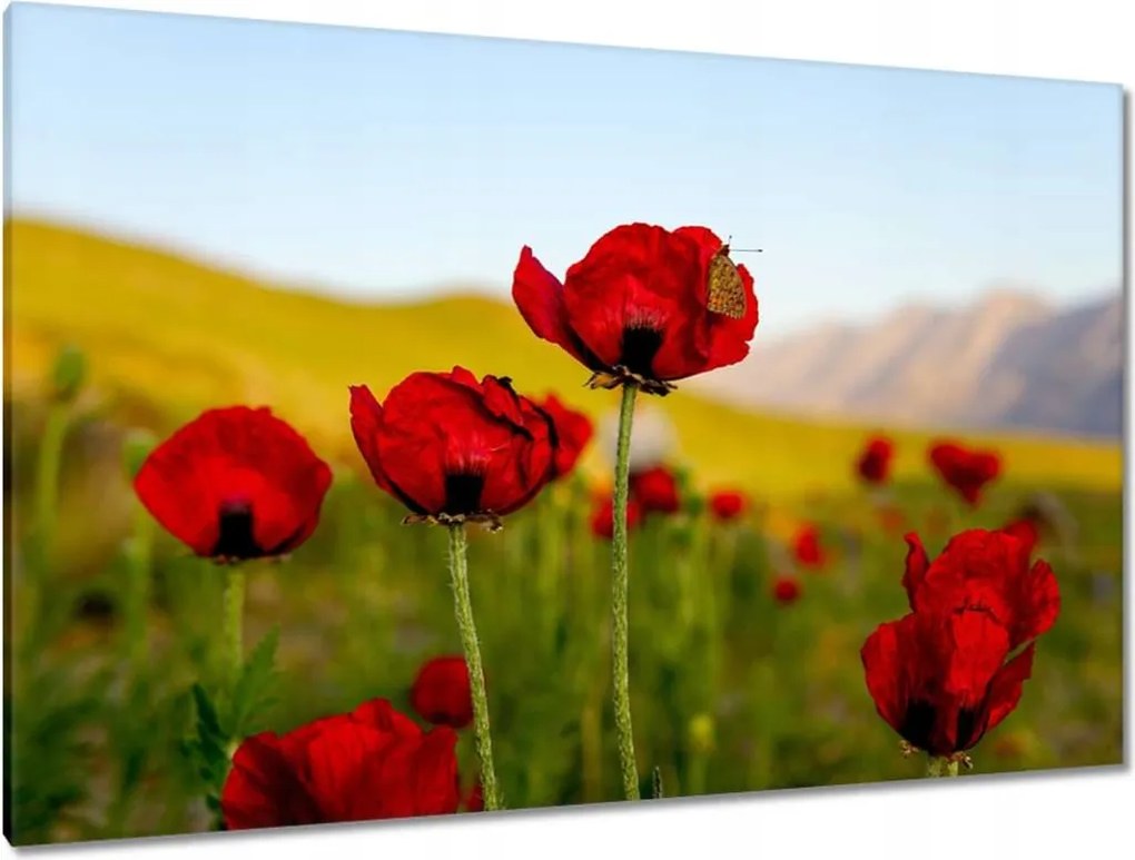 Vászonkép 120x80 Piros pipacs Virágok Hegyek