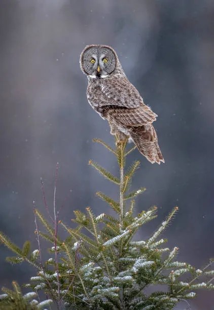 Fotográfia Tree Top Great Gray Owl, Scott Suriano