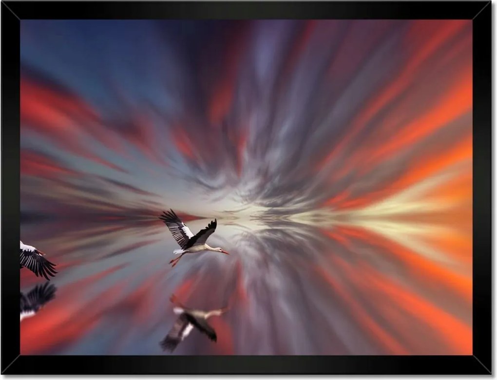 Poszterek keretben 40x30 Állatok