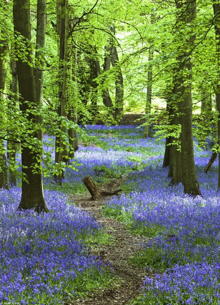 Poszter 20,5x28,4cm Ösvény az erdőben Bluebell, Assaf Frank