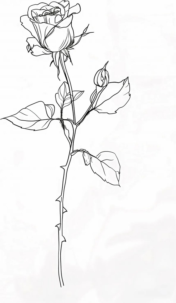 Poszter 30x45cm Rózsa kontúr