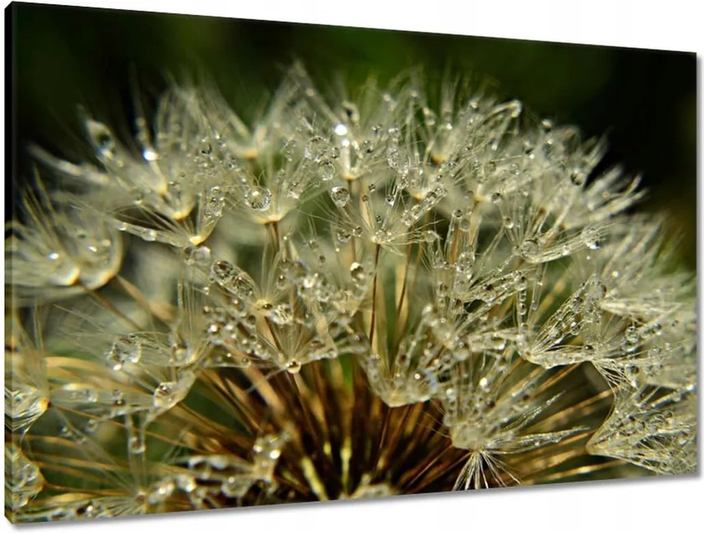 Vászonkép 90x60 Pitypang Virág Virágok